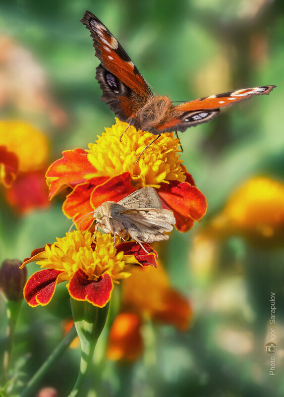 Осенние бабочки - Игорь Сарапулов