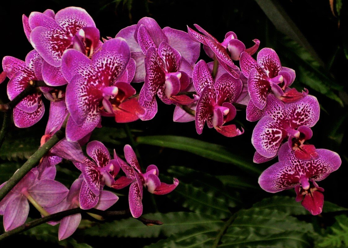 Праздничные орхидеи - Aida10 