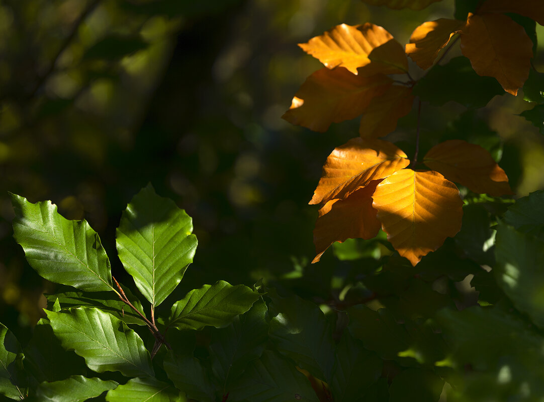 green and gold - Zinovi Seniak