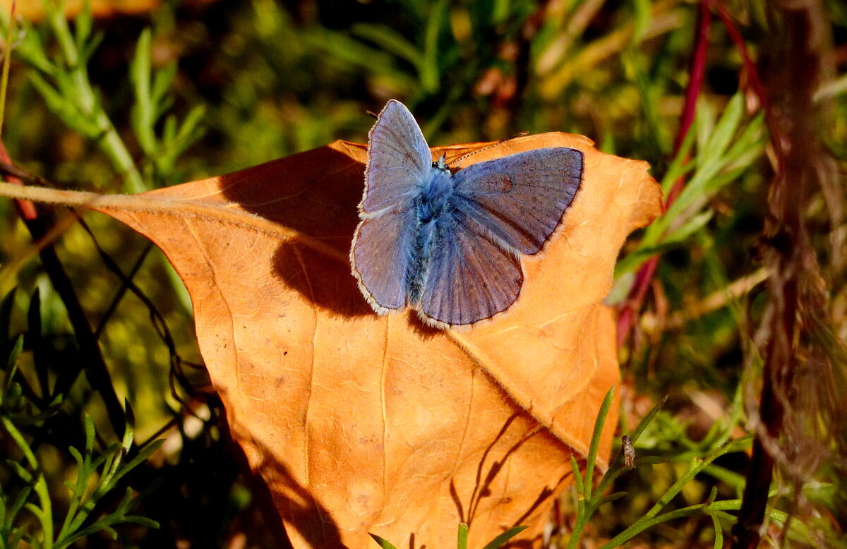 бабочки 7 октября (ещё летают...) 3 - Александр Прокудин