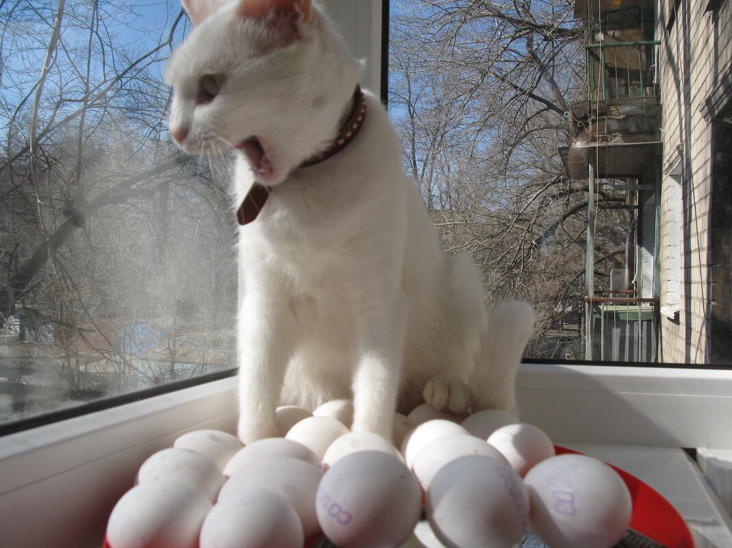 8 октября - Всемирный день яиц (World Egg Day) отмечают даже кошки-несушки - Alex Aro Aro Алексей Арошенко