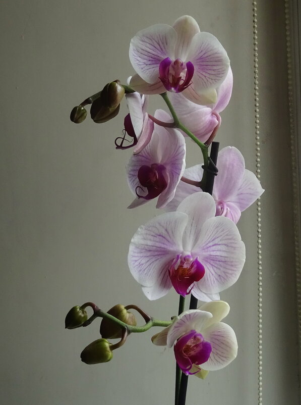 Орхидеи - Татьяна Р 