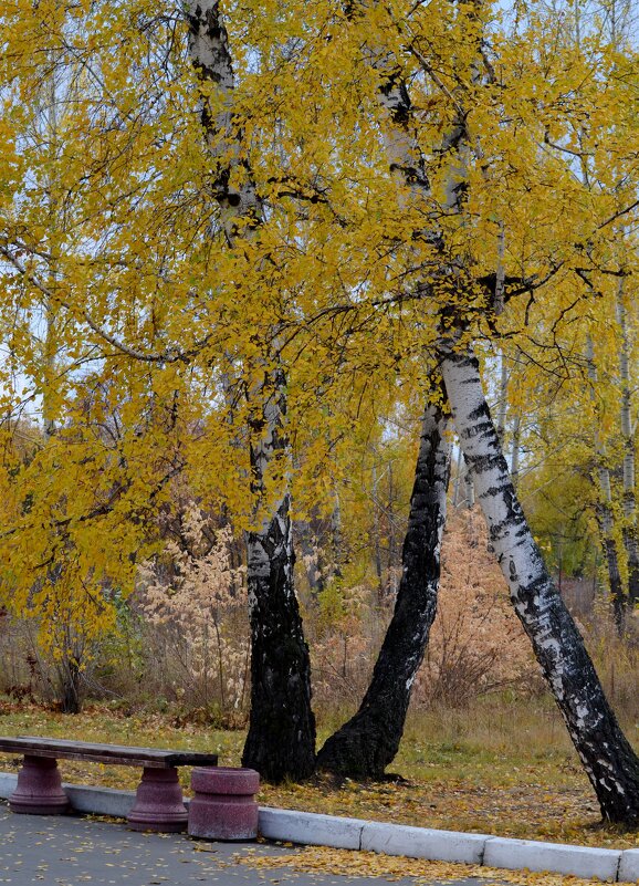 Осень в парке - Savayr 