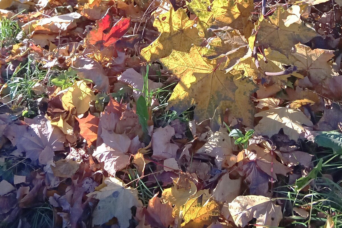 "Что так быстро тают листья"... - Фотогруппа Весна