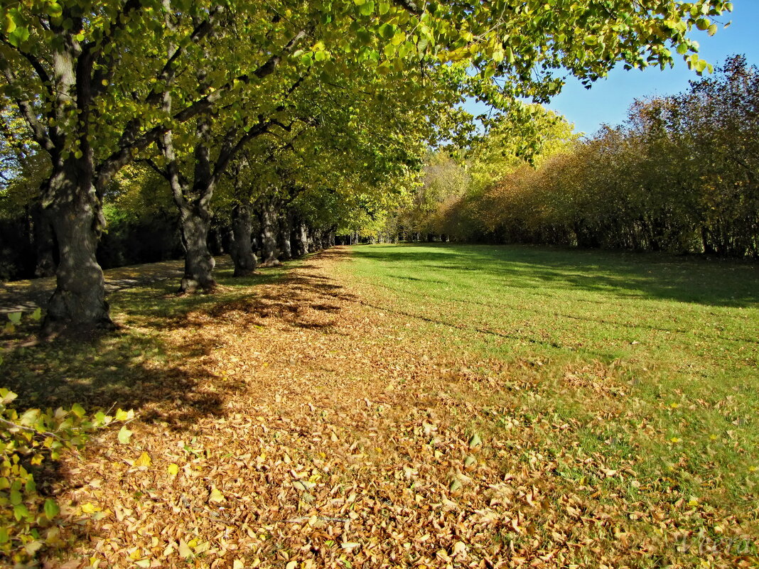 Осень в парке - veera v