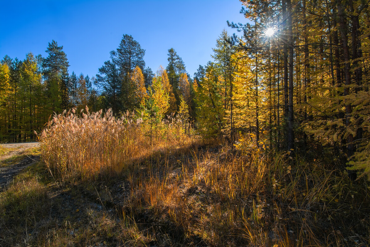 Осенний лес - Vladimbormotov 