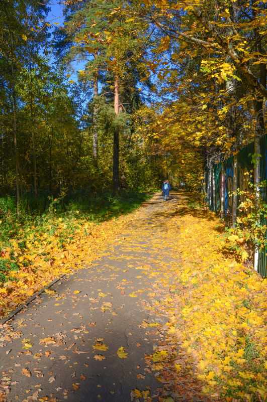 Осенняя дорожка - Oleg4618 Шутченко