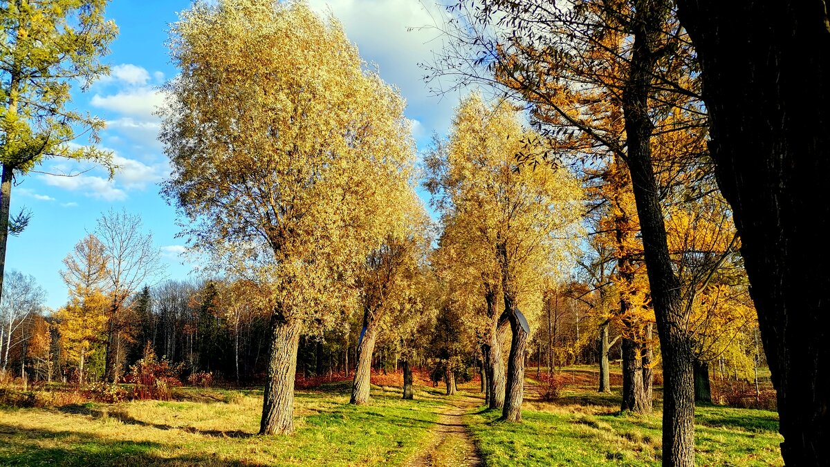 В Баболовском парке осенью - 2 - Сергей 