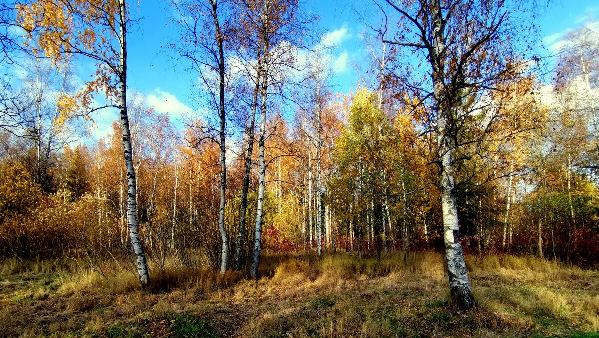В Баболовском парке осенью - 5 - Сергей 