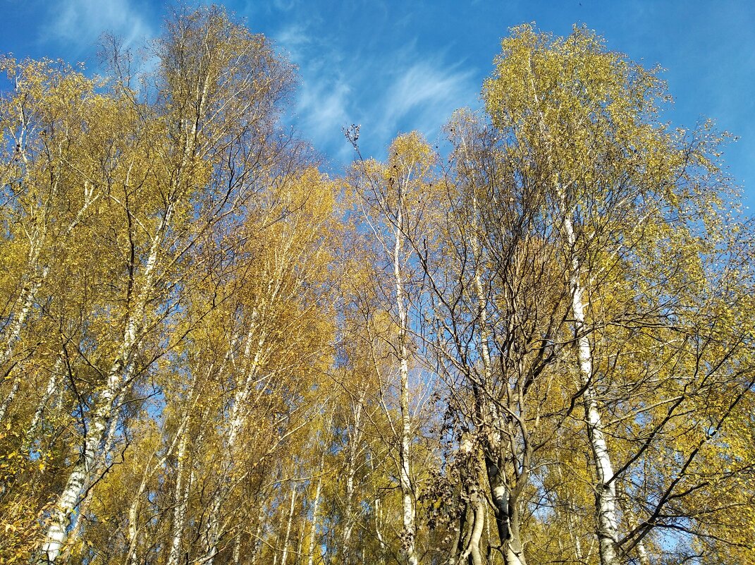 Березки в осеннем наряде - Елена Семигина