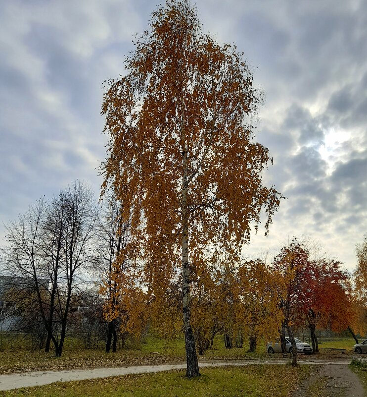 Берёзка косы распустила , пора уже листву ронять ! - Мила Бовкун