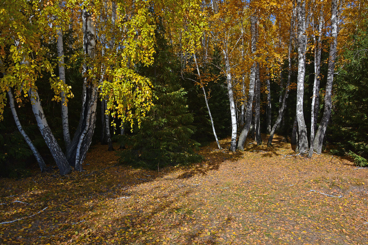 Осень  в  смешанном  лесу - Геннадий Супрун