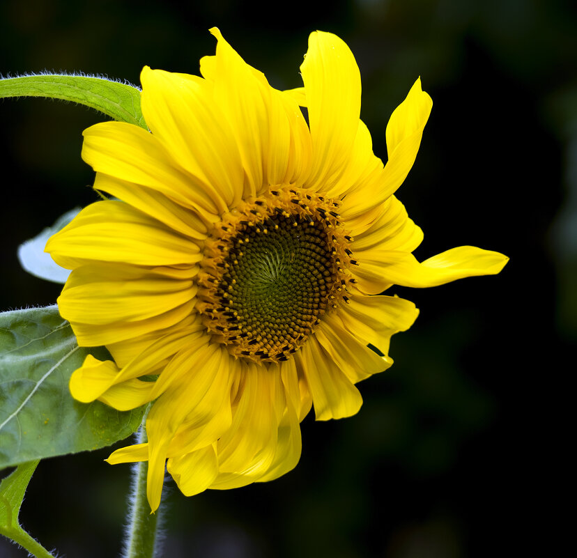 sunflower - Zinovi Seniak