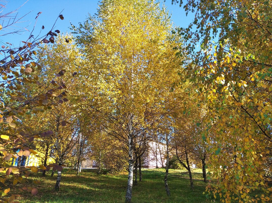 Березки в золотом наряде - Елена Семигина