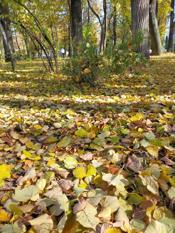 На ковре из жёлтых листьев... - Yulia Raspopova