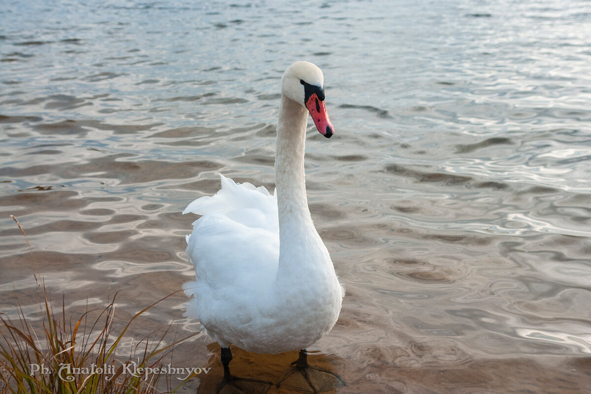 Лебеди в октябре месяце на Шумилинском озере. (Снято на SONY Cyber-Shot DSC-R1) - Анатолий Клепешнёв
