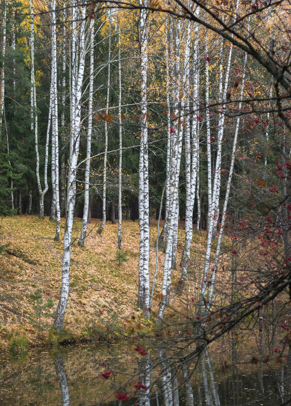 Лес - Игорь Свет