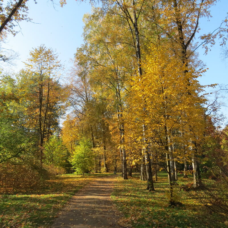 Дорожка в осень - Людмила 