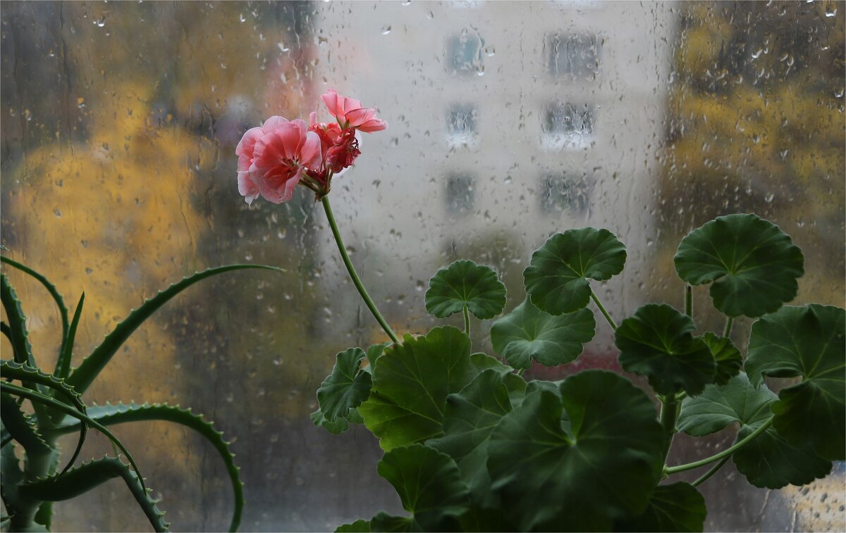 За окном дождь... - ZNatasha -