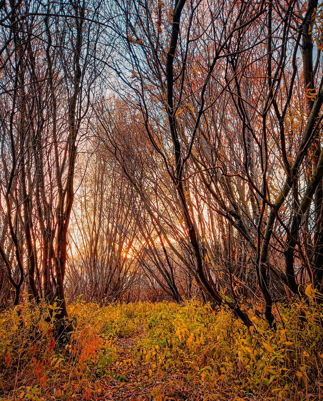 Осенний лес - Татьяна Ковалькова