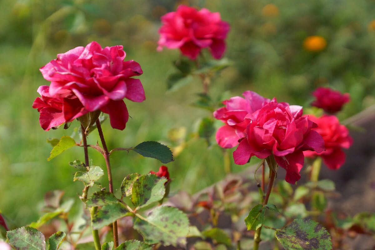 Розовые розы - Romashka Ольга
