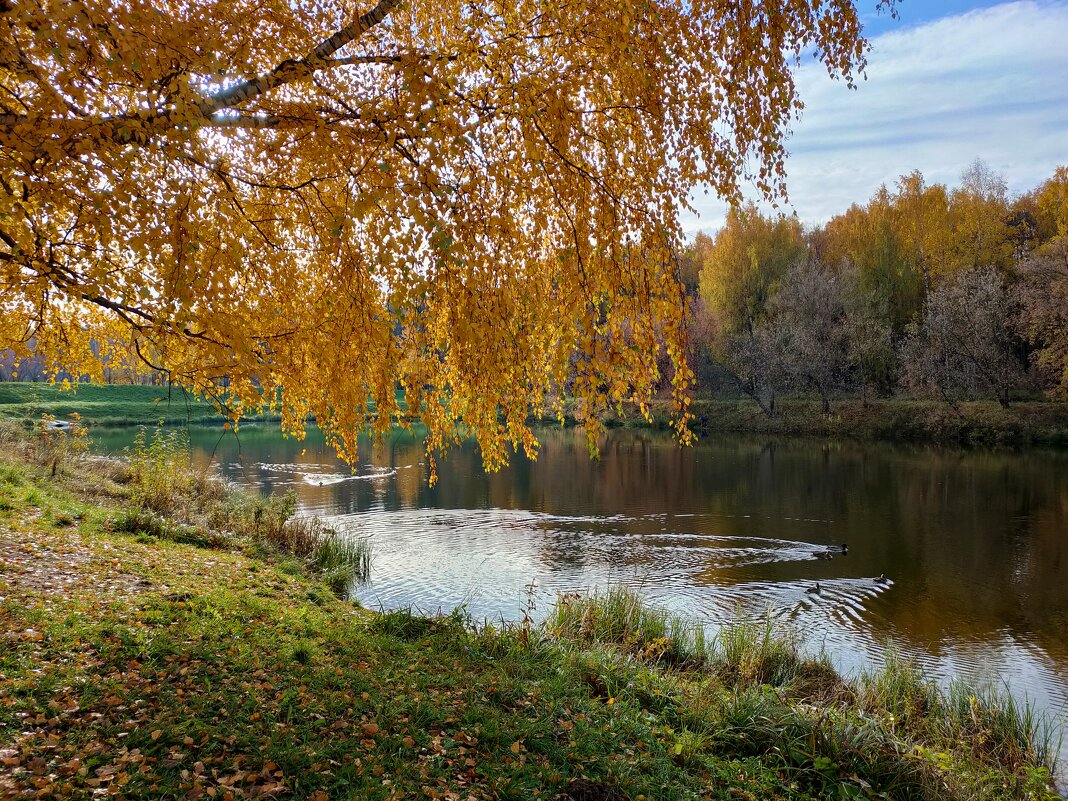 Золотая осень - Елена Верховская