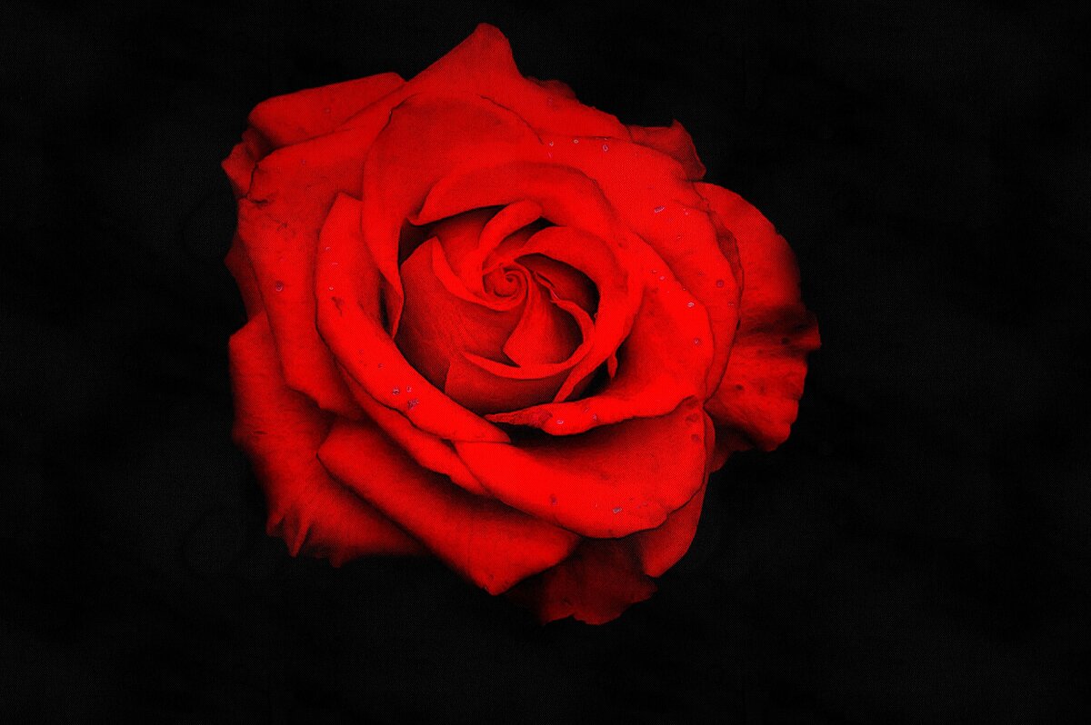 Красная роза - эмблема любви - Леонид leo