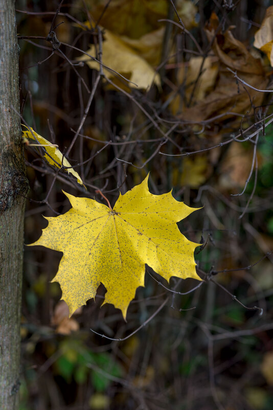 Осенний лист - IRINA 