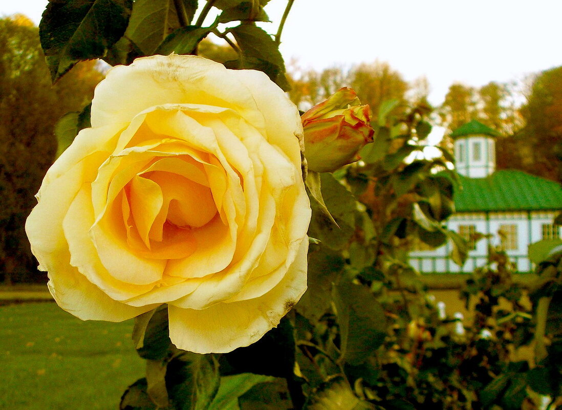 Жёлтая роза осени. - VasiLina *