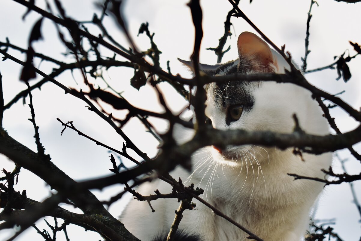 Коты прилетели - Владимир 