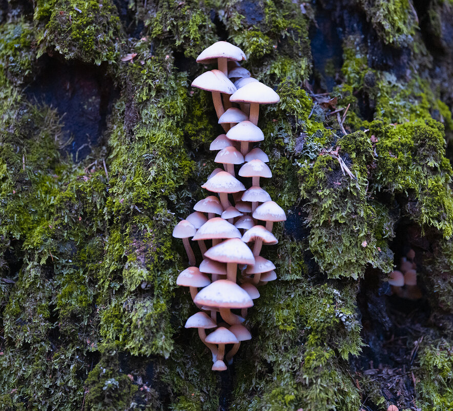 mushrooms - Zinovi Seniak