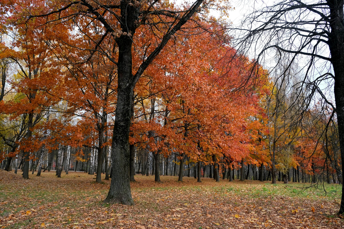 Красный дуб в парке Соловьи - Евгений 
