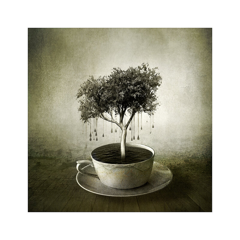 кофейное дерево - старик 
