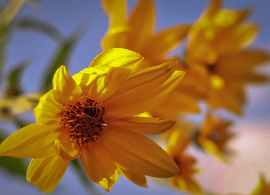 цветок топинамбура и шмель - Лариса Крышталь 