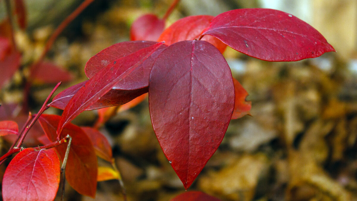 Осенний лист - shabof 