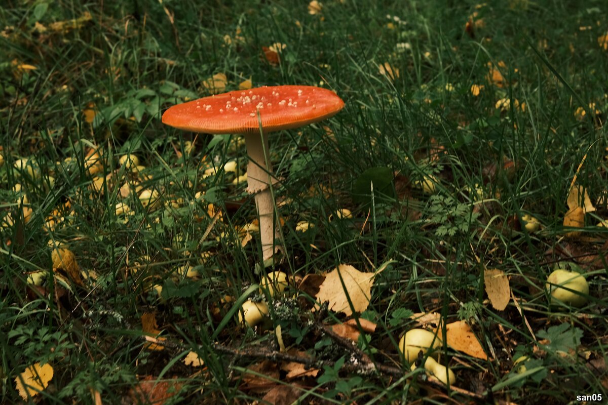 Самый красивый гриб в лесу - san05 -  Александр Савицкий