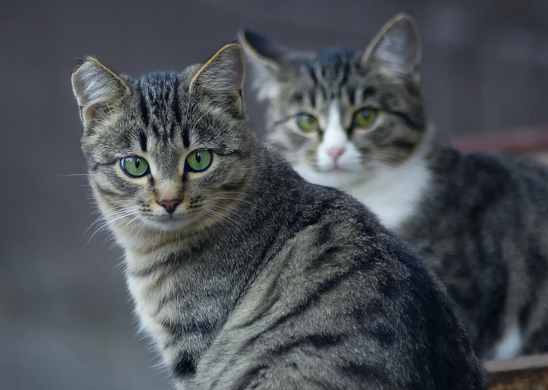 Котики дворовые - седан 