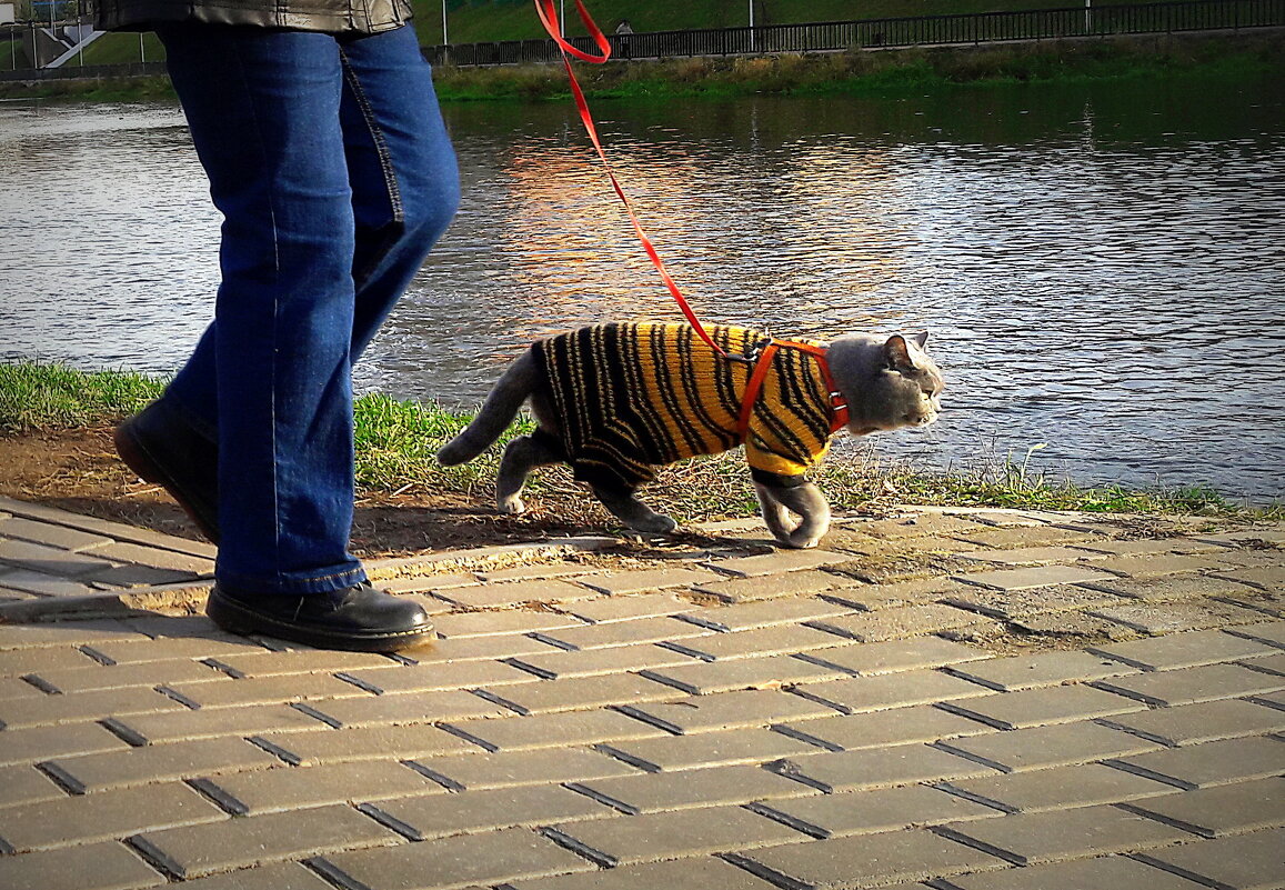 по улице кота водили... - Любовь 