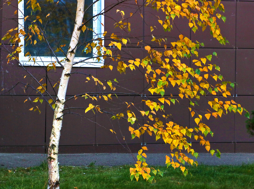Осенняя берёза под окном - Светлана 
