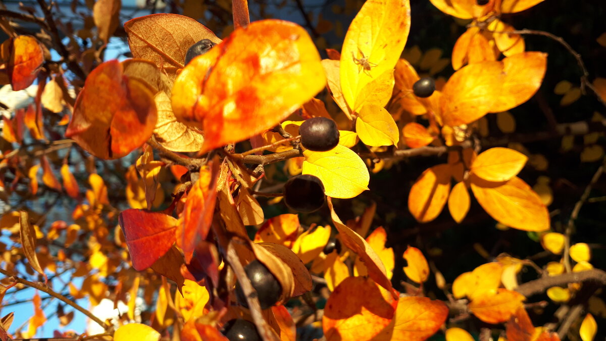 Листья в закатном солнце - Анна Эйдельман