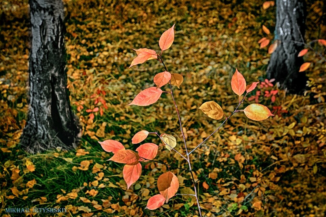 Листья осени - Mikhail Irtyshskiy