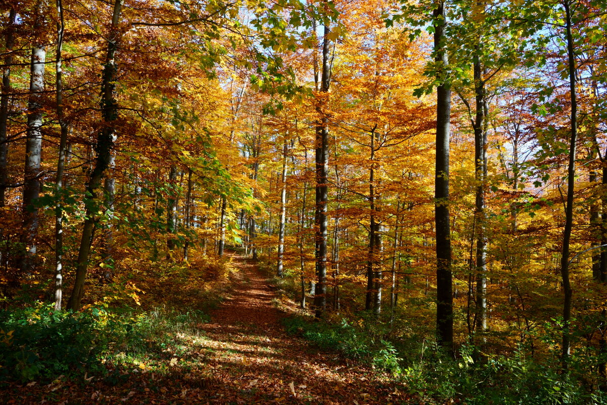 Осенний лес - Sergej 