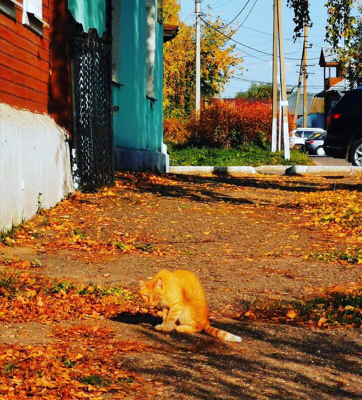 Кот осенний - Наталья Шабалина 