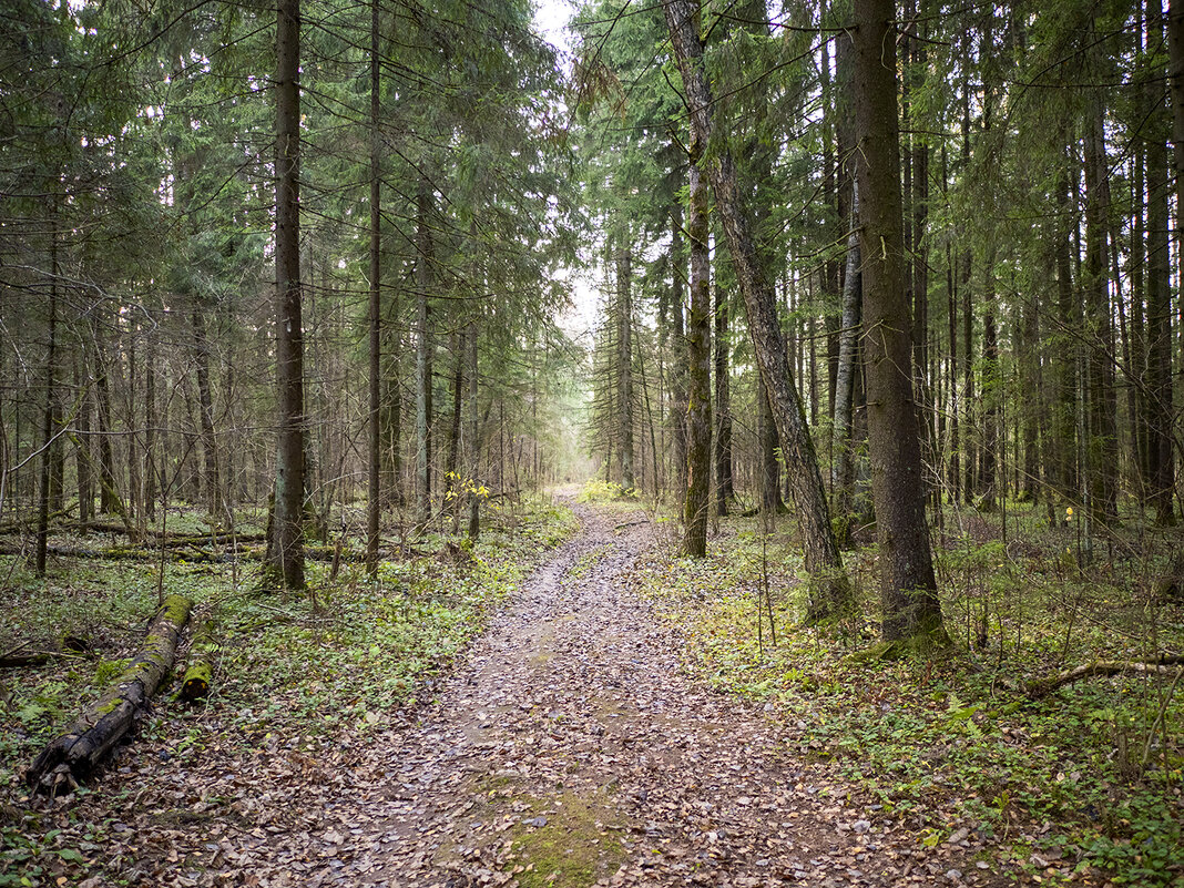 forest path - Zinovi Seniak