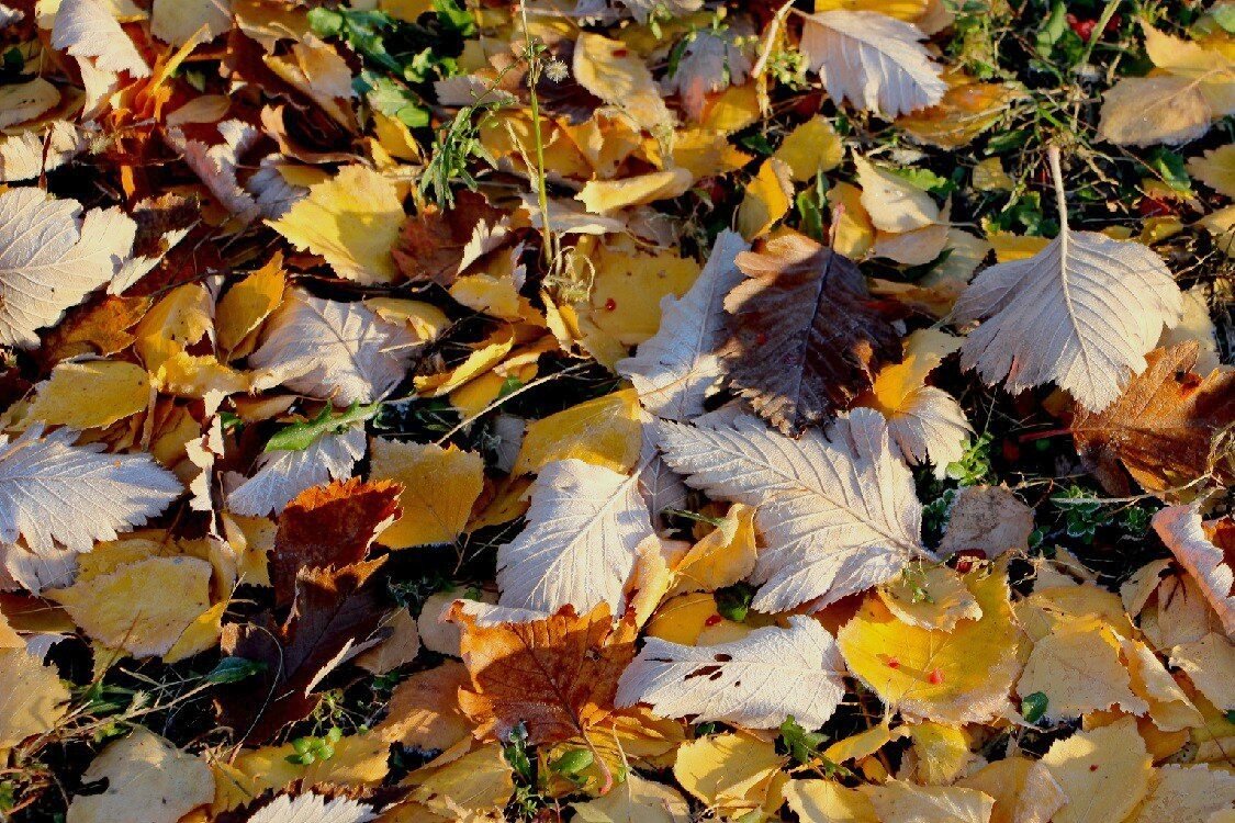 Осенний газон. Листья берёзы и боярышника - Надежд@ Шавенкова