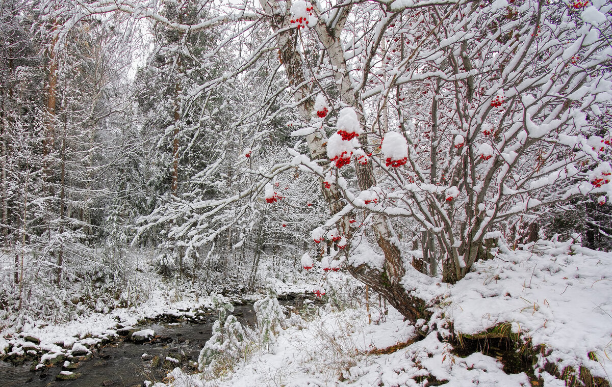 Первый снег украшает деревья - Vladimbormotov 