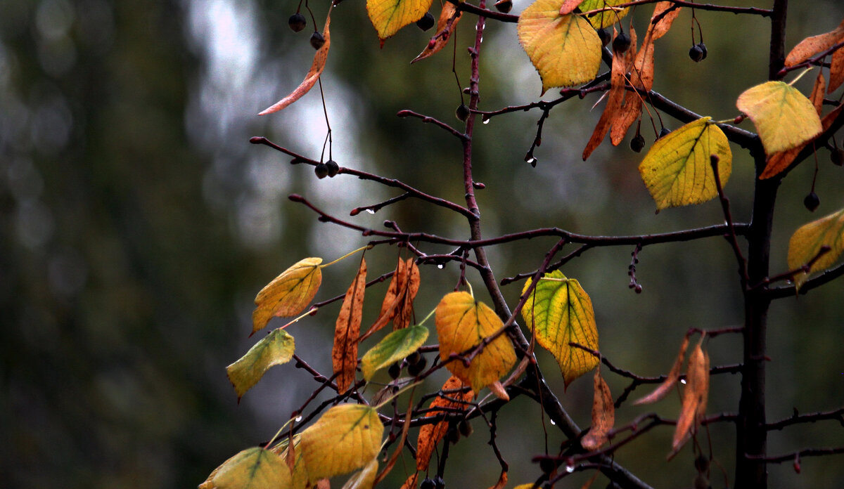 Осень за окном. :: barsuk lesnoi – Социальная сеть ФотоКто