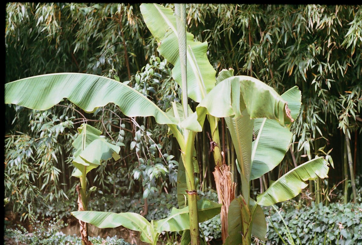 Банановое дерево - Giant Tao /