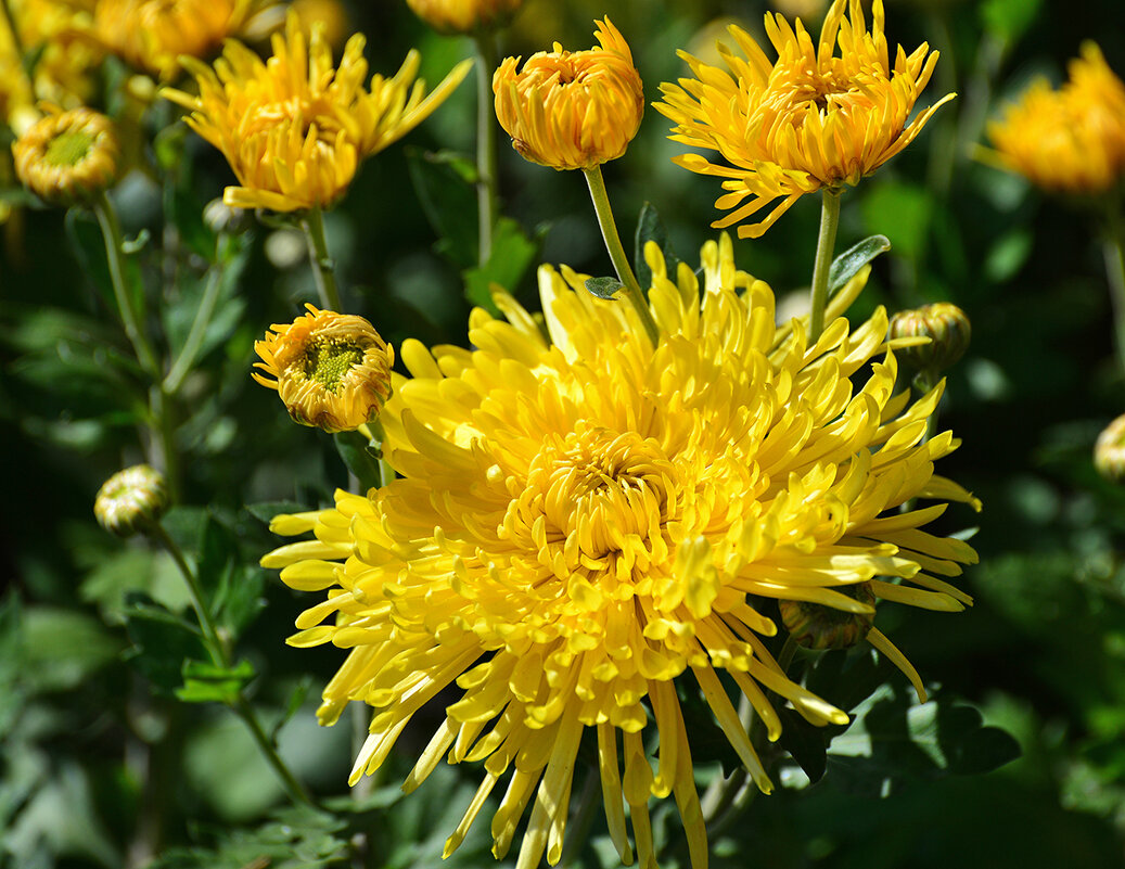 Хризантемы - самые стойкие и прекрасные осенние цветы... - Тамара Бедай 
