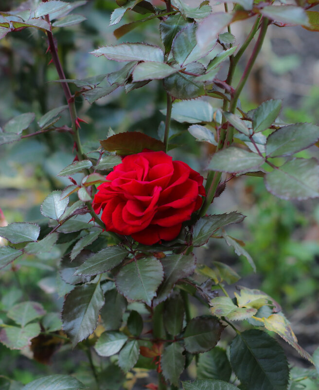 Осенняя роза - Irene Irene